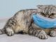 Coronavirus: Un chat contaminé en Belgique