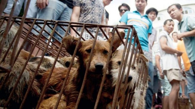 Chine : Chats et chiens exclus de la liste des animaux comestibles Chine : Chats et chiens exclus de la liste des animaux comestibles