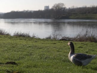 Pollution fluviale : La France accusée de négligence par la Belgique