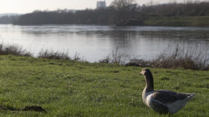 Pollution fluviale : La France accusée de négligence par la Belgique Pollution fluviale : La France accusée de négligence par la Belgique