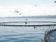 Aquaculture