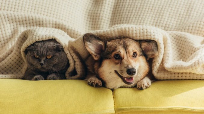 Coronavirus et les animaux