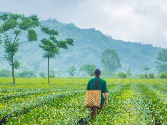 Un producteur de thé se promène dans une plantation au Vietnam où des techniques agricoles durables sont utilisées pour prévenir la dégradation des terres.