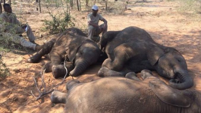 Botswana: Mort mystérieuse de centaines d'éléphants