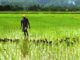 Riziculture : l'OCP fournira des engrais adaptés à la Côte d’Ivoire