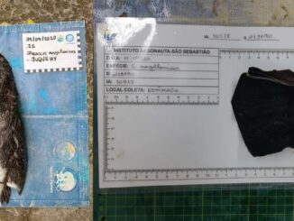 Un manchot retrouvé mort sur une plage après avoir avalé un masque