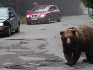 Japon : Les ours débarquent dans les villes