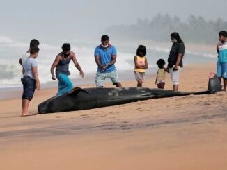 Sri Lanka : Une centaine de « dauphins-pilotes » échoués sur une plage