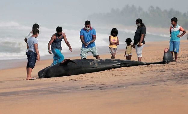 Sri Lanka : Une centaine de « dauphins-pilotes » échoués sur une plage Sri Lanka : Une centaine de « dauphins-pilotes » échoués sur une plage