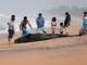 Sri Lanka : Une centaine de « dauphins-pilotes » échoués sur une plage