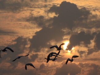 Des centaines d’oiseaux sauvages retrouvés morts au Danemark