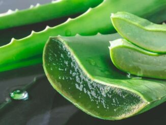 L’aloe vera, une plante aux multiples vertus