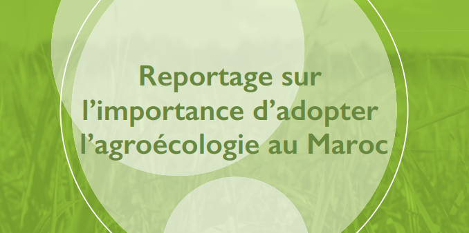 Reportage sur « L’importance d’adopter