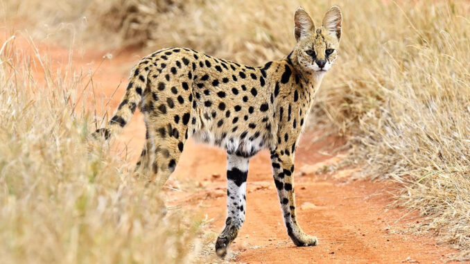 Serval