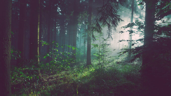 La lumière du soleil traverse une forêt en Allemagne.