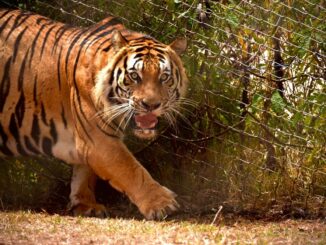 Maroc Tigres