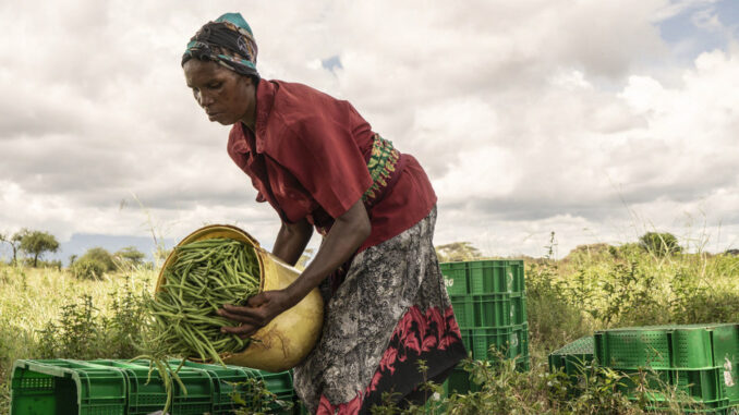 FAO Fredrik Lerneryd Une femme trie les haricots vert au Kenya Une femme trie les haricots vert au Kenya