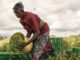 Une femme trie les haricots vert au Kenya