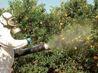 Chlorpyrifos : interdiction des oranges marocaines aux Pays-Bas