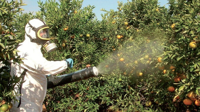 Chlorpyrifos : interdiction des oranges marocaines aux Pays-Bas