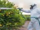 Chlorpyrifos : Quelle sécurité alimentaire assure l'ONSSA aux Marocains ?