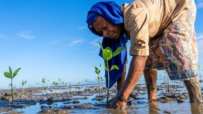 image1170x530cropped PNUD/Yuichi Ishida Une femme plante des arbres de mangrove au Timor Leste.