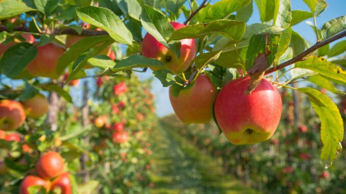 Les arbres fruitiers