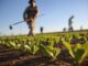 Campagne agricole