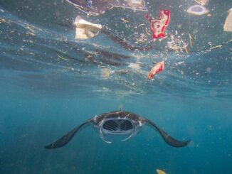 © The Ocean Story/Vincent Kneefel 12 millions de tonnes de plastique sont déversées chaque année dans les océans — soit un camion poubelle chaque minute.
