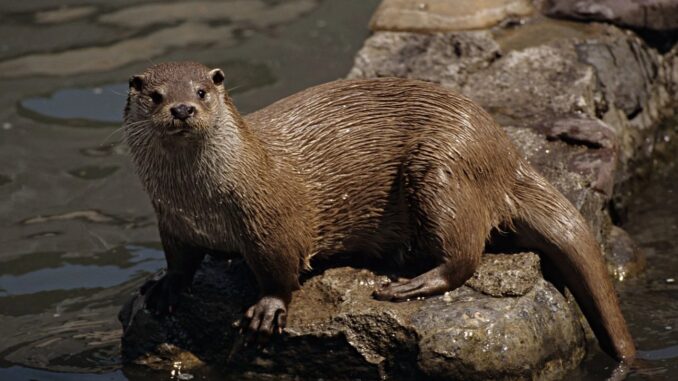 La loutre d’Europe